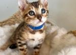 RESERVED LEOPARD COAT bengal male kitten - Bengal Cat For Sale - Beach Park, IL, US