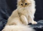 British longhair - British Shorthair Cat For Sale - 