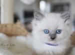 EVIE - Ragdoll Cat For Sale - Fontana, CA, US