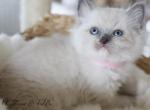 EMY - Ragdoll Cat For Sale - Fontana, CA, US