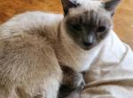 Snowy - Siamese Cat For Sale - MA, US