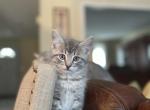 Dusk - Domestic Cat For Sale - Westfield, MA, US