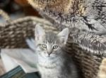 Dawn - Domestic Cat For Sale - Westfield, MA, US