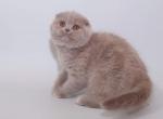 Lolita - Scottish Fold Cat For Sale - Hollywood, FL, US