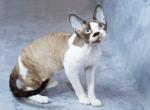 Simona - Devon Rex Cat For Sale - Miami, FL, US