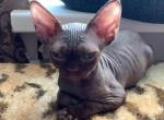 Shoker - Devon Rex Cat For Sale - Miami, FL, US