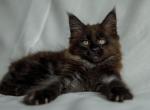 Anubis - Maine Coon Cat For Sale - Miami, FL, US