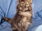 Opera - Maine Coon Cat For Sale - Miami, FL, US