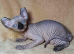 Samurai - Sphynx Cat For Sale - Norwalk, CT, US