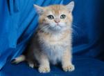 Kiwi - British Shorthair Cat For Sale - Fairfax, VA, US