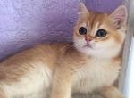 Bianka - British Shorthair Cat For Sale - Fairfax, VA, US