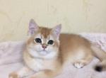 Christie - British Shorthair Cat For Sale - Fairfax, VA, US