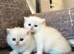 Snow babies - British Shorthair Cat For Sale - Fontana, CA, US