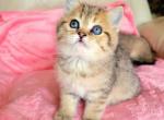 Mason - British Shorthair Cat For Sale - New York, NY, US