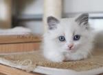 EDEN - Ragdoll Cat For Sale - Fontana, CA, US