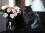 KELEN LYUMUR - Siberian Cat For Sale - NY, US