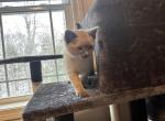 Lilac Siamese - Siamese Cat For Sale - Attleboro, MA, US