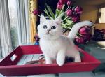 Silver Oscar - British Shorthair Cat For Sale - NY, US