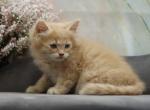 Rio CFA certified - Siberian Cat For Sale - Ashburn, VA, US