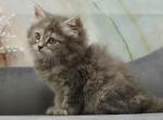 Romilly CFA certified - Siberian Cat For Sale - Ashburn, VA, US