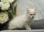 Oracle CFA certified - Siberian Cat For Sale - Ashburn, VA, US