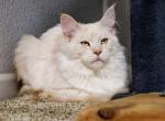Lillia - Maine Coon Cat For Sale - Plainfield, IN, US