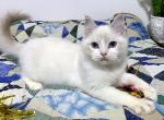 Savory - Ragdoll Cat For Sale - Tuscaloosa, AL, US