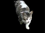 Shimmer - Munchkin Cat For Sale/Retired Breeding - FL, US