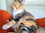 Gloria - Scottish Straight Cat For Sale - New York, NY, US