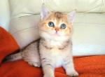 Miso - British Shorthair Cat For Sale - New York, NY, US