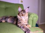 Jasmine - Maine Coon Cat For Sale - Plainfield, IN, US