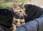 Chubs - Bengal Cat For Sale - Wauseon, OH, US