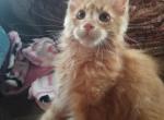 Simon the red - Maine Coon Cat For Sale - Crestview, FL, US