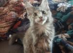 Della - Maine Coon Cat For Sale - Crestview, FL, US