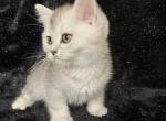 Artur - Scottish Straight Cat For Sale - New York, NY, US