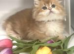 Mocha - British Shorthair Cat For Sale - Shallotte, NC, US