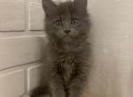 Dorian - Maine Coon Cat For Sale - NY, US