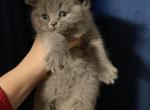 Traditional blue boy - British Shorthair Cat For Sale - Fort Wayne, IN, US