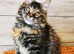 Harmony Silent Wave - Maine Coon Cat For Sale - Brooklyn, NY, US