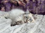 Izum - Siberian Cat For Sale - Brooklyn, NY, US