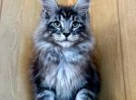 Extremely beautiful Maine Coon - Maine Coon Cat For Sale - FL, US