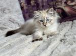 Hennesse - Siberian Cat For Sale - Brooklyn, NY, US