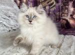 Han - Siberian Cat For Sale - Brooklyn, NY, US