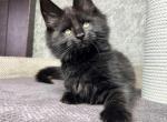 Basted happy house - Maine Coon Cat For Sale - Brooklyn, NY, US