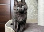 Blass happy house - Maine Coon Cat For Sale - Brooklyn, NY, US