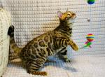 Aramis - Bengal Cat For Sale - Brooklyn, NY, US