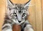 Maine Coon Gentle Giant - Maine Coon Cat For Sale - FL, US