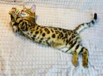 Angelina - Bengal Cat For Sale - Brooklyn, NY, US