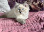 Havana - Siberian Cat For Sale - Brooklyn, NY, US