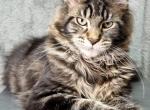 Amir happy house - Maine Coon Cat For Sale - Brooklyn, NY, US